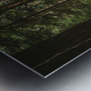 Forest Floor Metal print