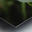 Dew Drops Metal print
