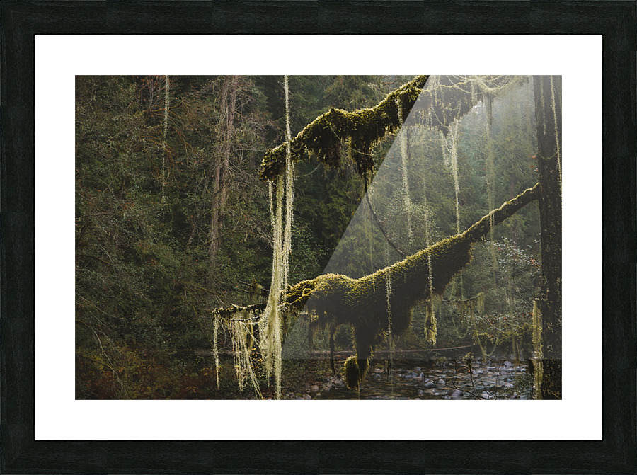 Old mans beard Picture Frame print