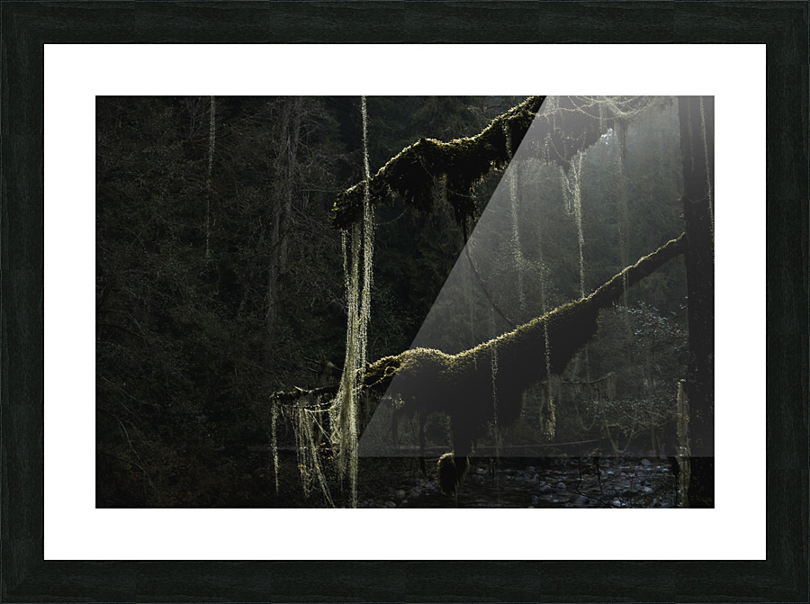 Old mans beard - dark Picture Frame print
