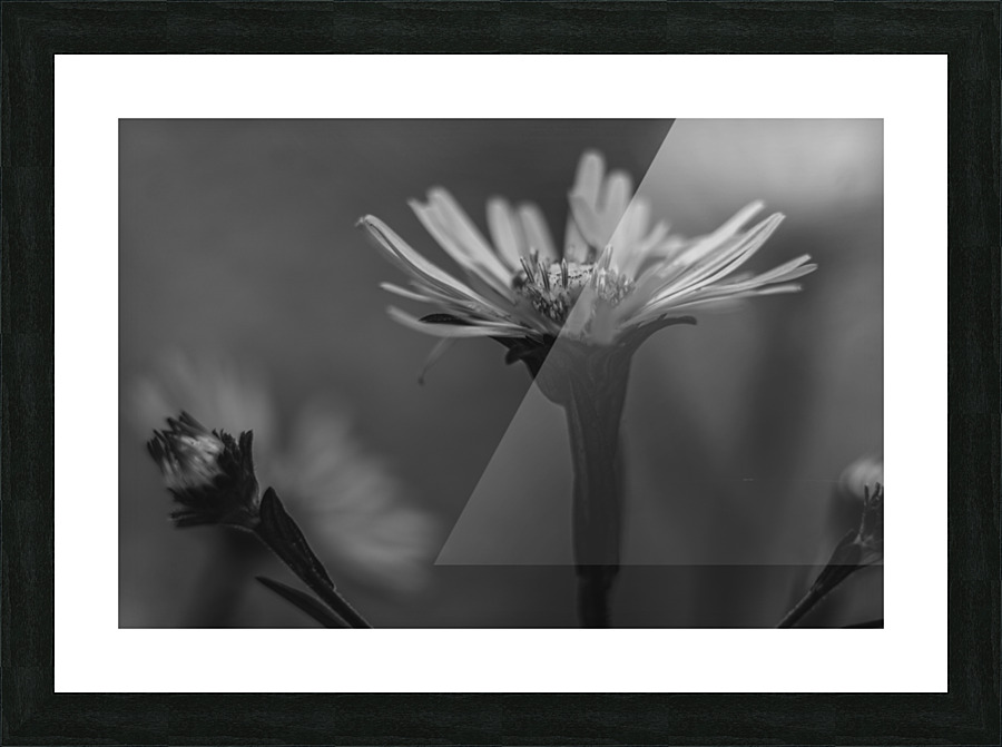 Wildflowers B&W Picture Frame print