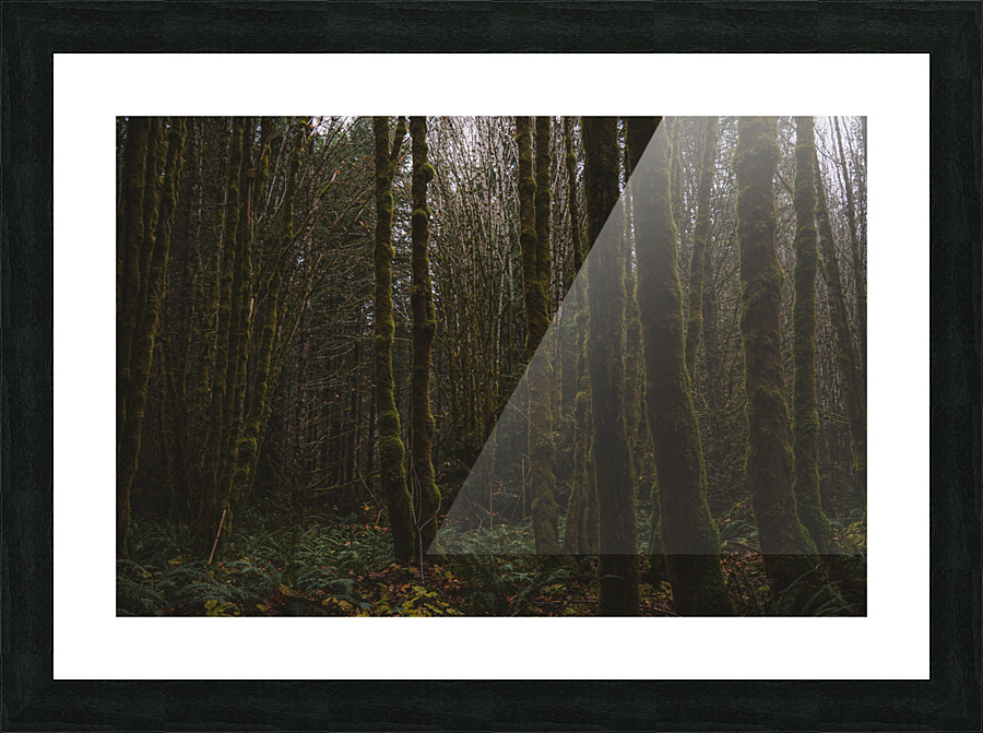 Englishman River Forest Picture Frame print