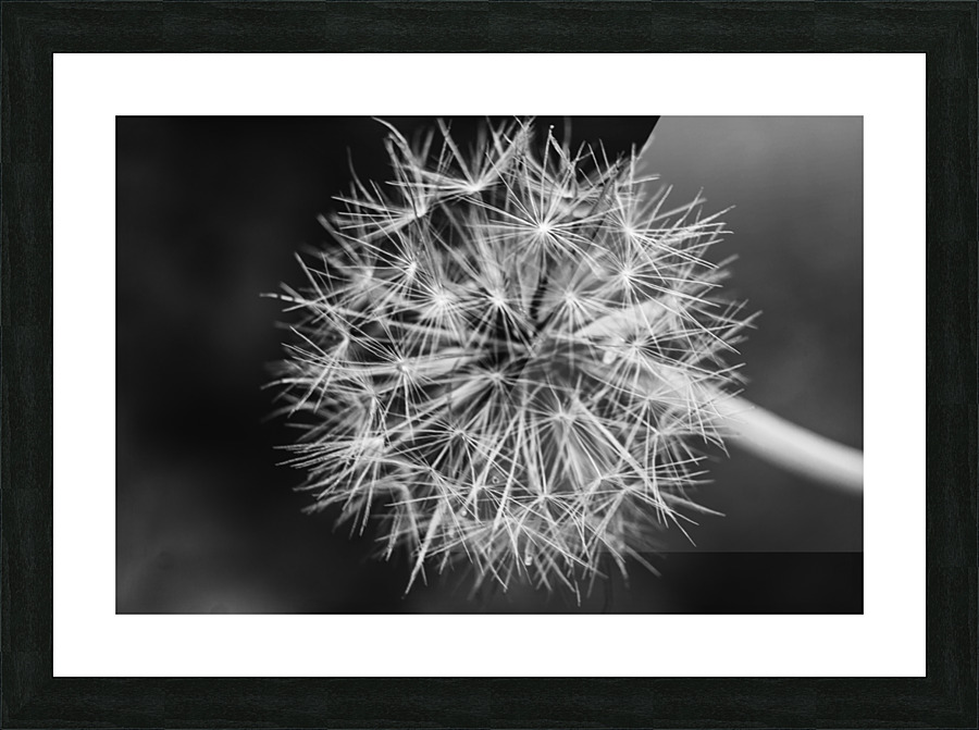 Dandelion  Picture Frame print
