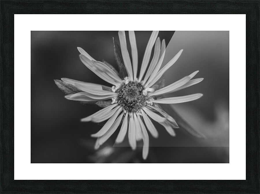 Wildflower B&W Picture Frame print