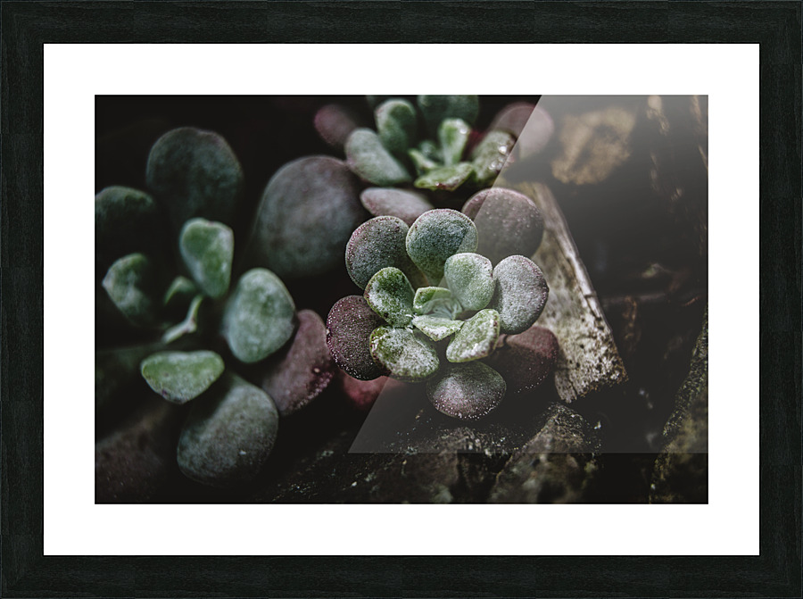 Succulents 2 Picture Frame print