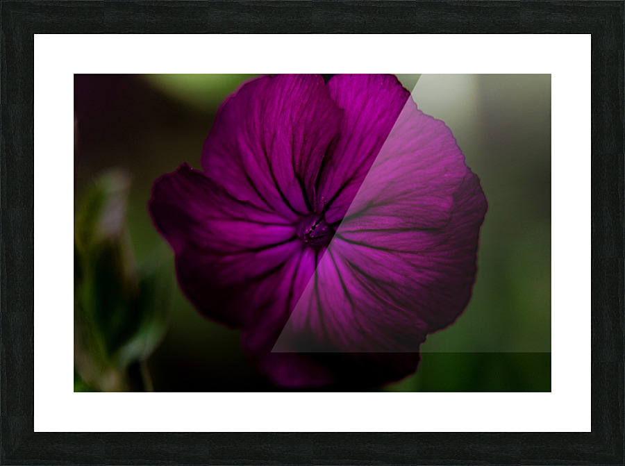 Floral Picture Frame print