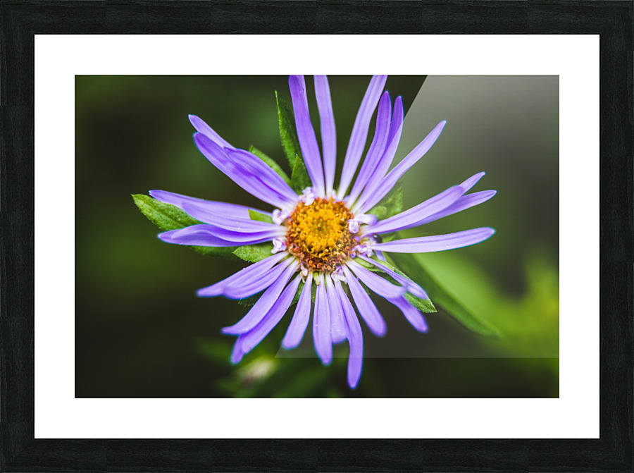 Wildflower Picture Frame print
