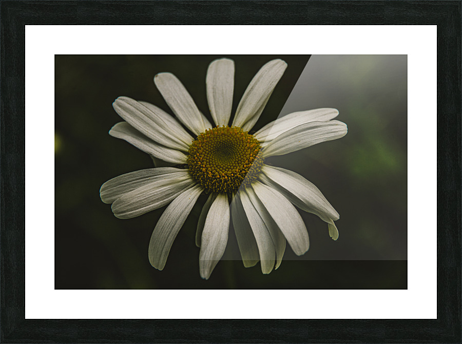 Daisy  Picture Frame print