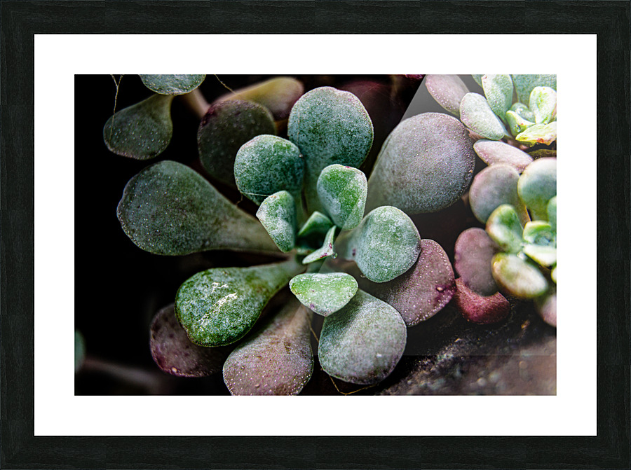 Succulents Picture Frame print