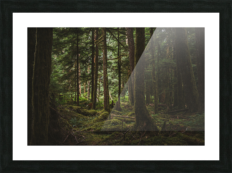 Forest Floor Picture Frame print