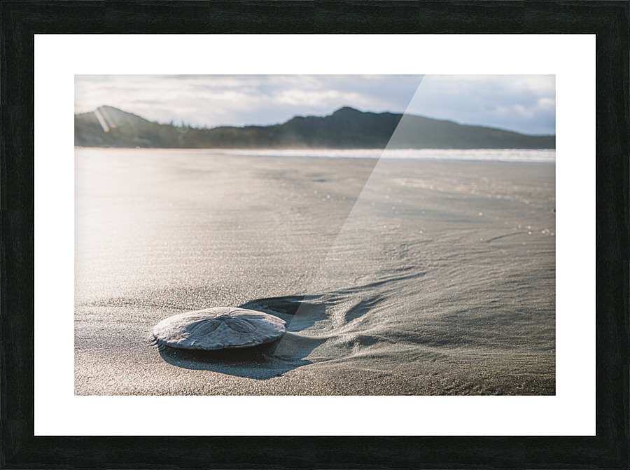 Sand dollar Picture Frame print