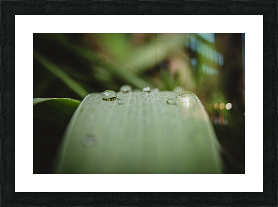 Dew Drops Picture Frame print