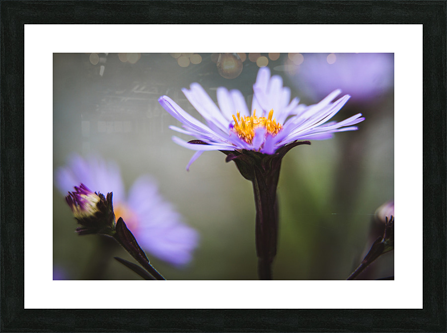 Daisy 2 Picture Frame print