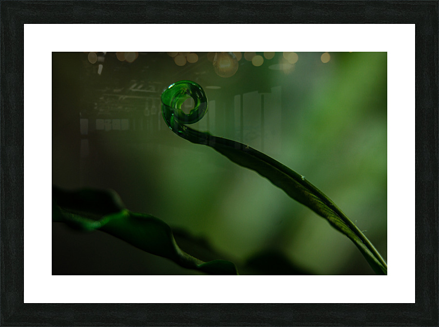 Spider Fern Picture Frame print