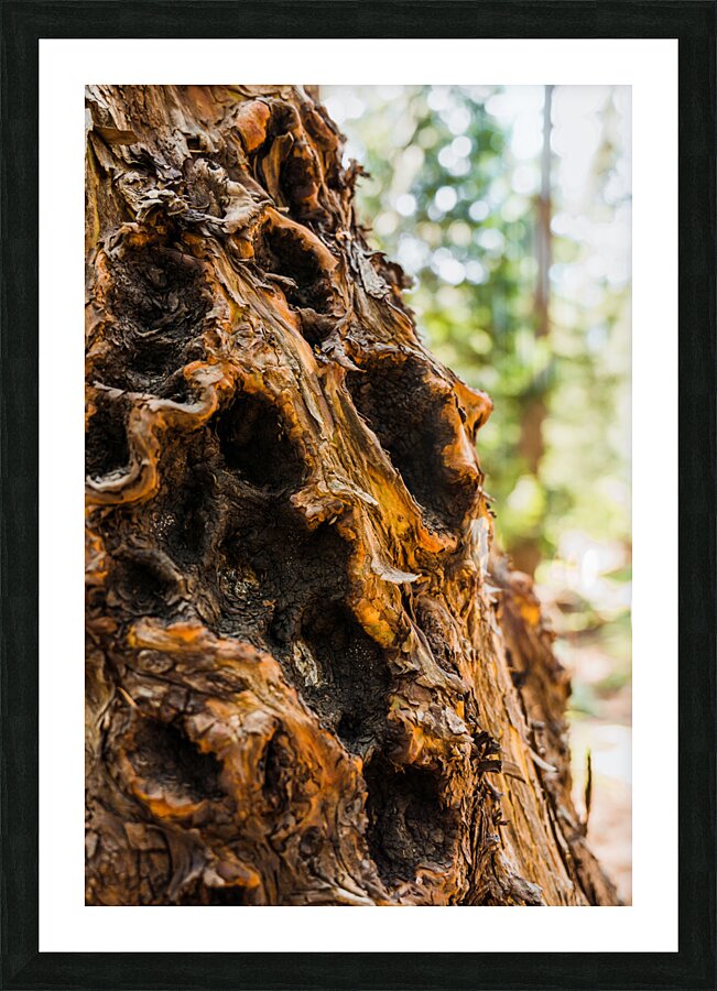 Bark Picture Frame print