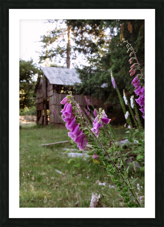 Foxglove Picture Frame print