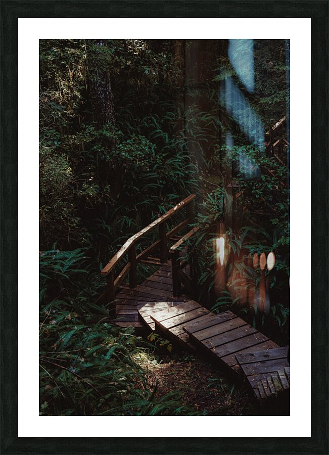Rainforest Boardwalk Picture Frame print