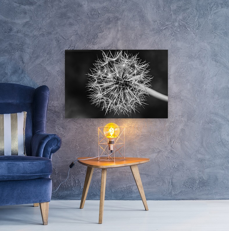 Dandelion  Reproduction