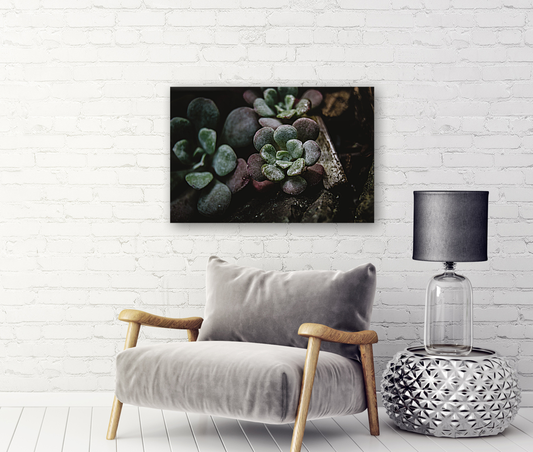 Succulents 2 Reproduction