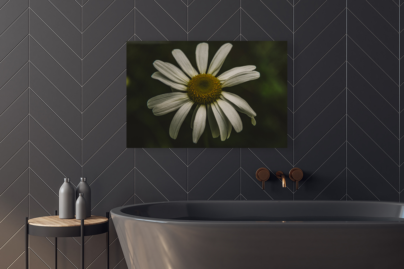 Daisy  Reproduction