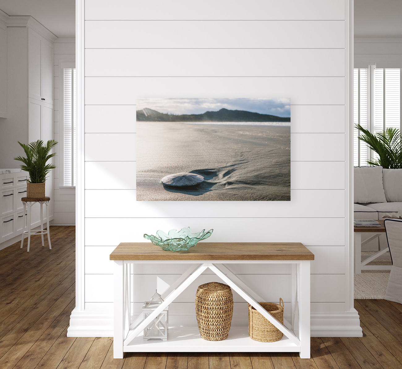 Sand dollar Reproduction