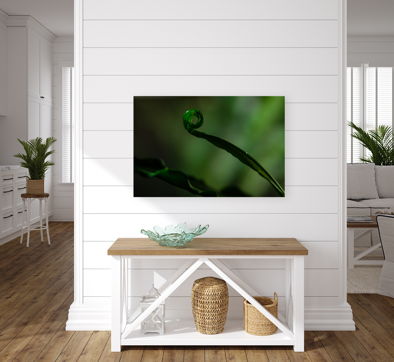 Spider Fern Reproduction