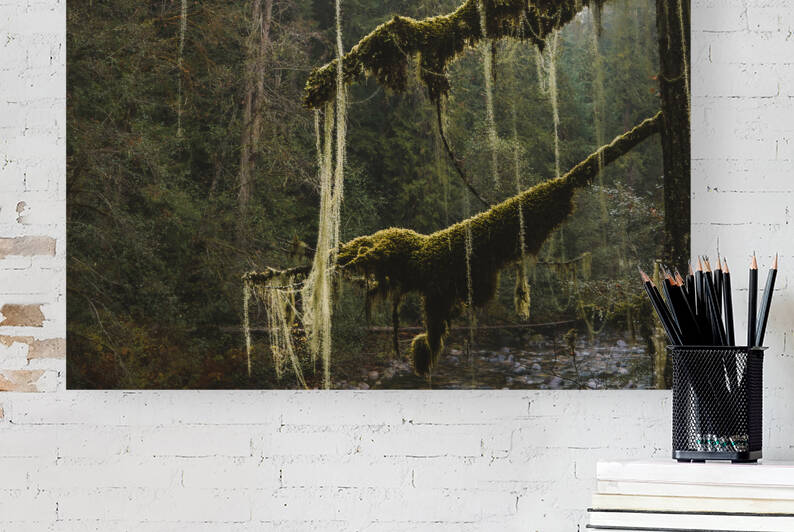 Old mans beard by Latitude 49 Photography
