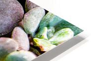 Succulents HD Metal print