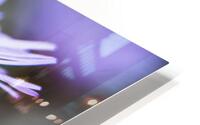 Daisy 2 HD Metal print