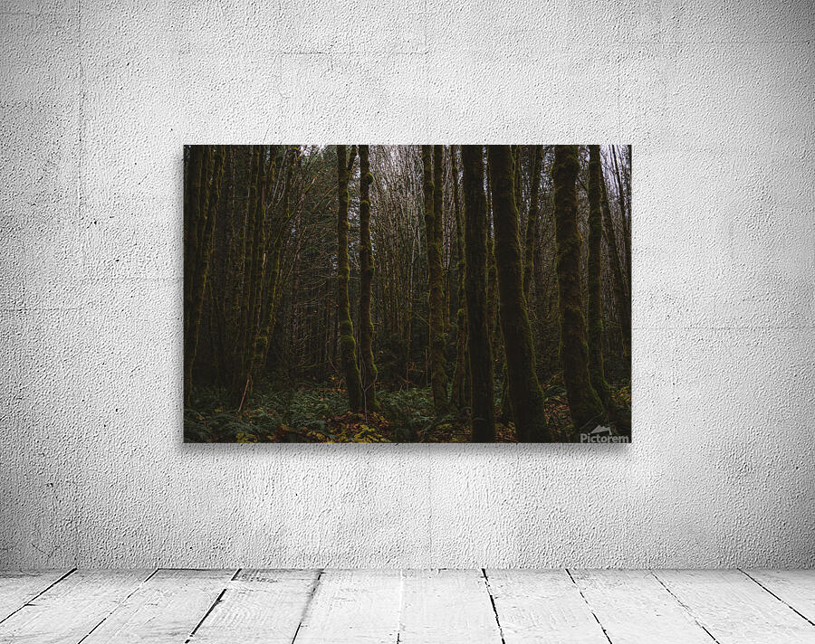 Englishman River Forest Wall Preview