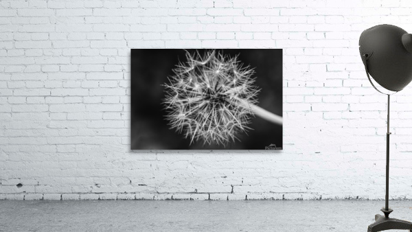 Dandelion  Wall Preview