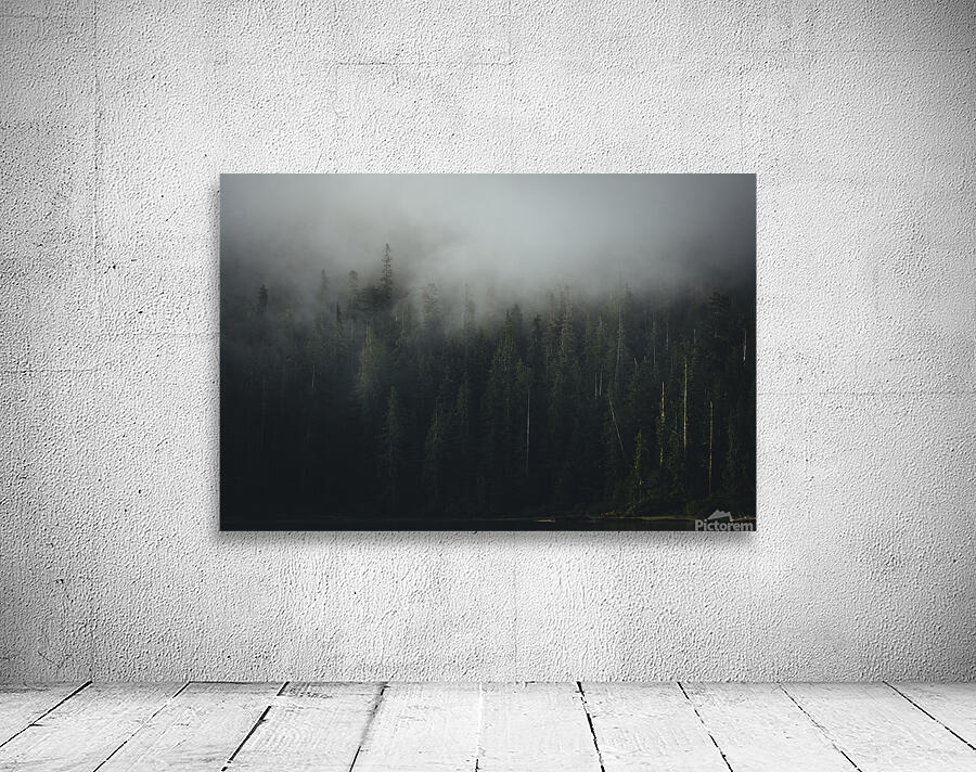 Old Growth Forest Wall Preview