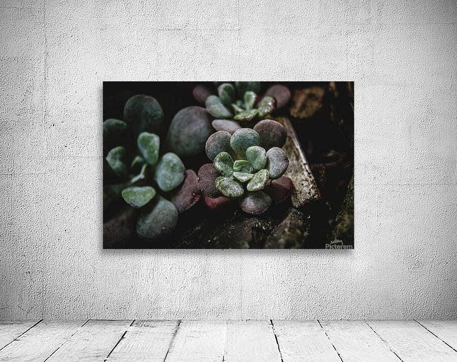 Succulents 2 Wall Preview