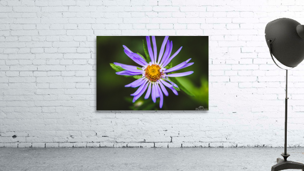 Wildflower Wall Preview