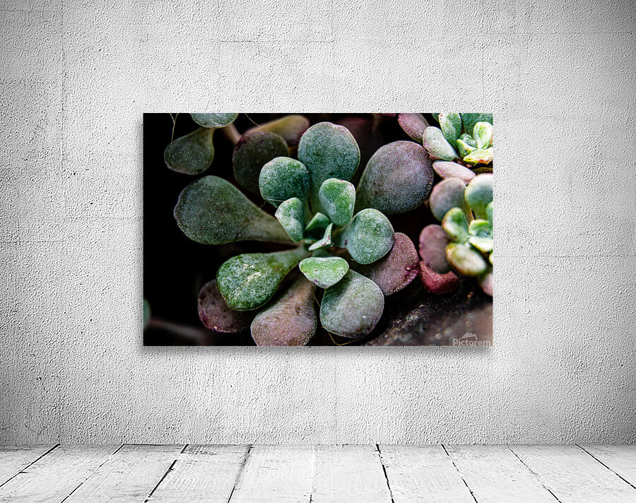 Succulents Wall Preview