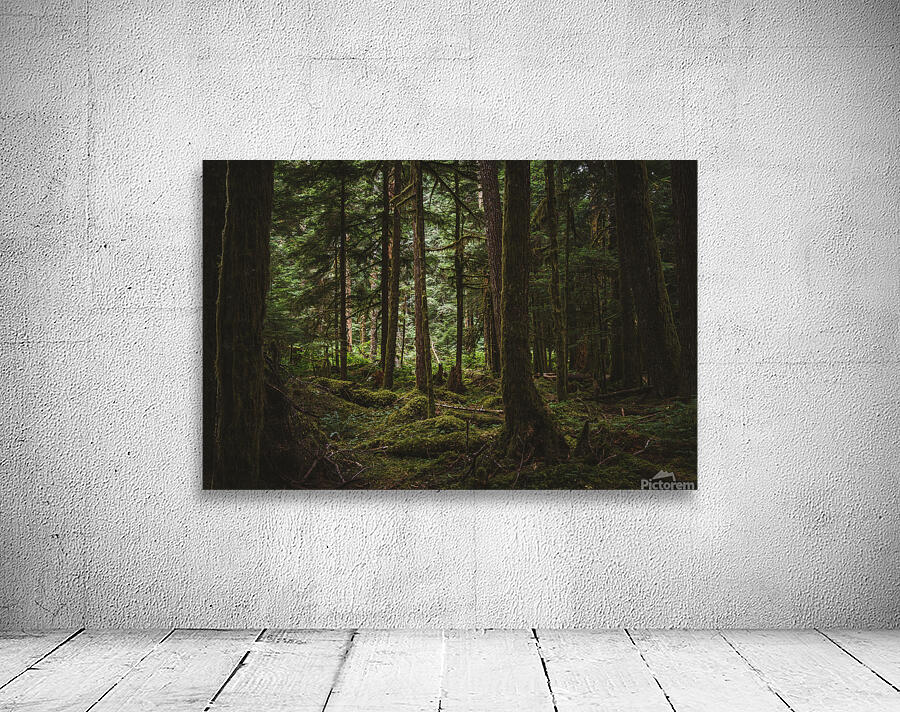 Forest Floor Wall Preview