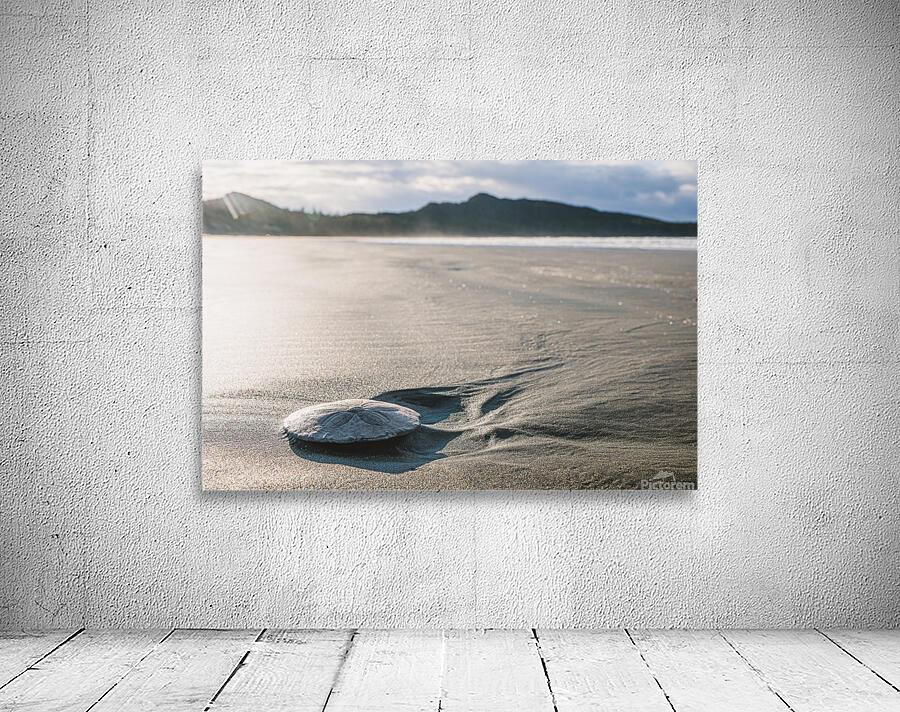 Sand dollar Wall Preview