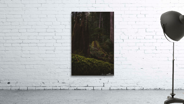 Path to the Forest Wall Preview