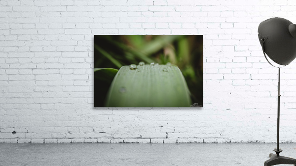 Dew Drops Wall Preview