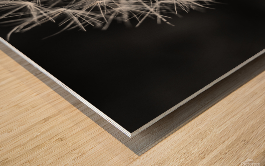 Dandelion  Wood print