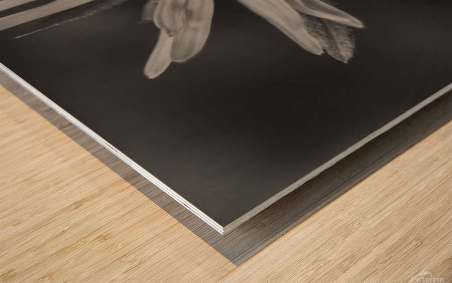 Wildflower B&W Wood print