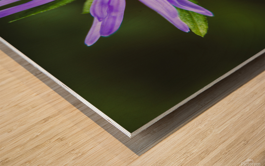 Wildflower Wood print