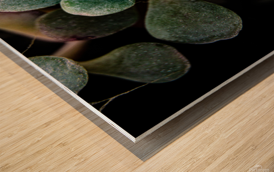 Succulents Wood print