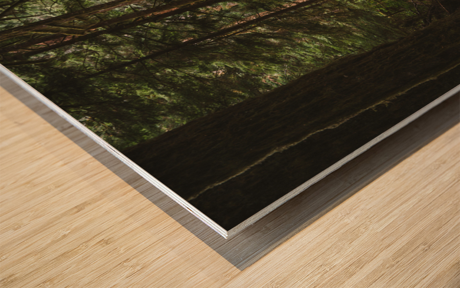 Forest Floor Wood print