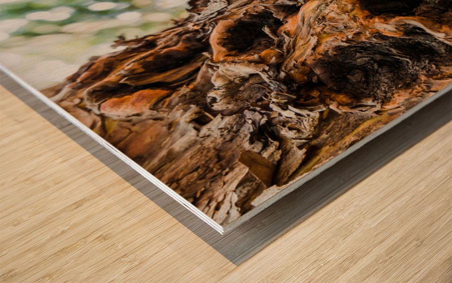 Bark Wood print