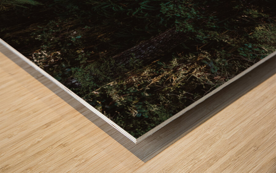 Rainforest Boardwalk Wood print