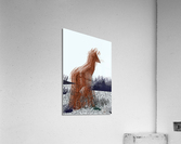 Walking Giraffe  Acrylic Print