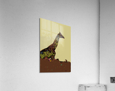 Standing Giraffe  Acrylic Print