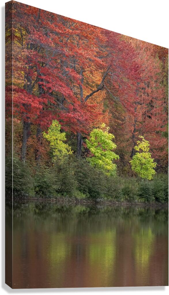 Tree Sisters Canvas Print
