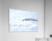IMG 1390 Acrylic Print